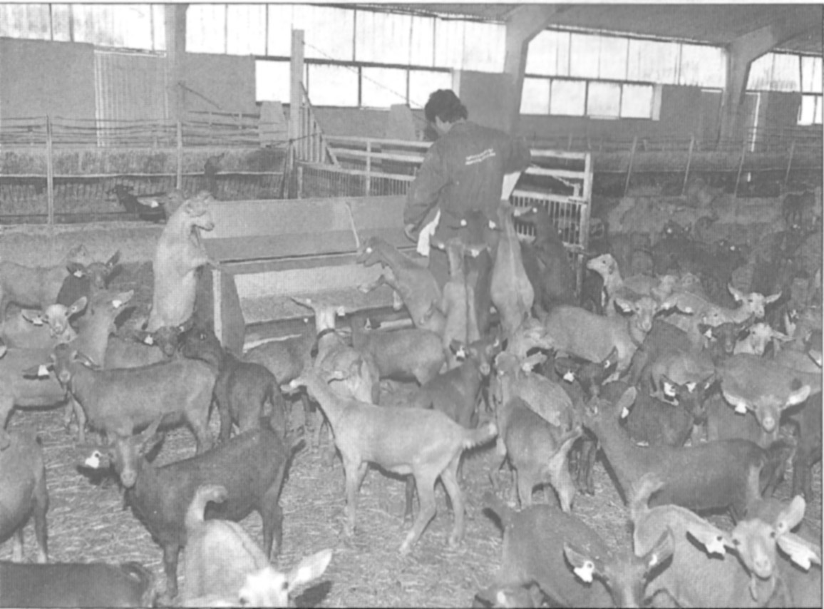 Uno de los miembros de la granja en plena faena